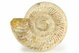 Jurassic Ammonite (Kranosphinctes) - Madagascar #257163-1